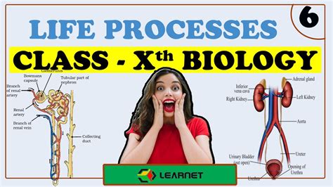 Life Processes 06 Class 10 Biology NCERT NCERT Class 10 Chapter