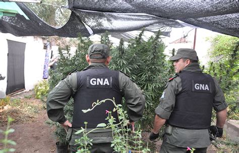 Gendarmer A Descubre Plantaci N Ilegal De Cannabis Sativa El Debate