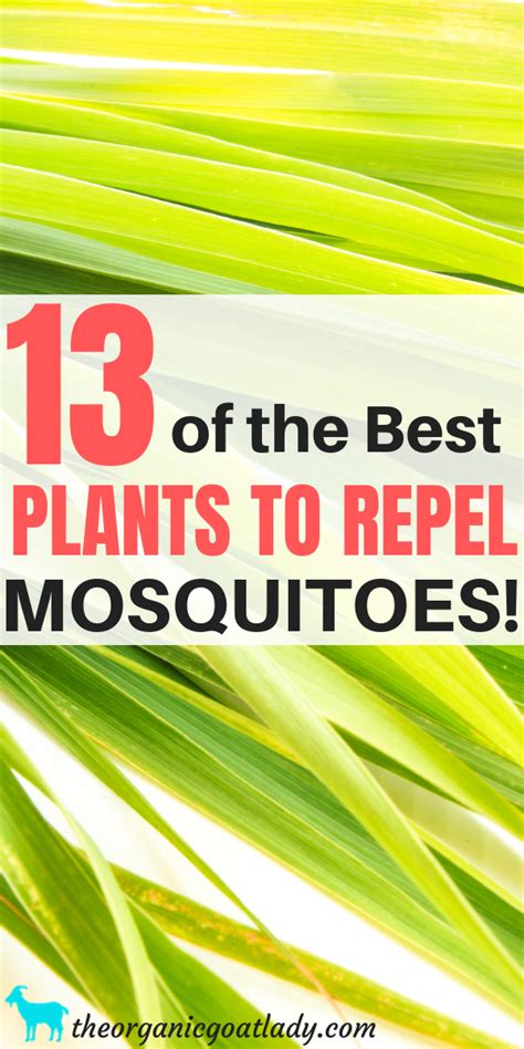 Natural Mosquito Repellent Plants For Mosquitoes Gardening Tips Herbs In The Garden Natural