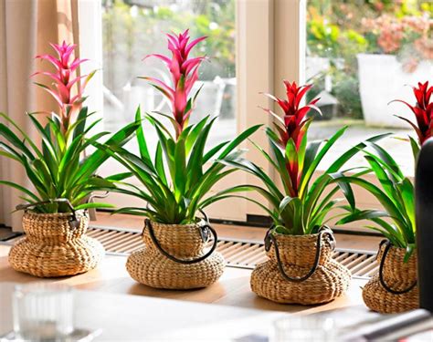 Bromelia Opieka Domowa Przesadzanie I Rozmna Anie Gatunki