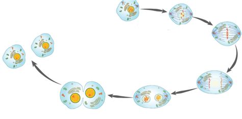 Label Mitosis Stages Diagram Quizlet