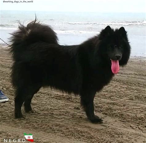 Black Samoyed Mix