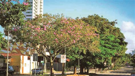 Natal sedia o 9º Encontro Nordestino de Arborização Urbana a partir