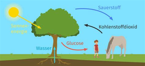 Fotosynthese Definition Zusammenfassung Easy Schule