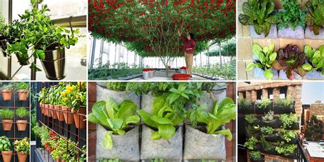 Las Hortalizas Y Plantas Perfectas Para Utilizar En Cultivos