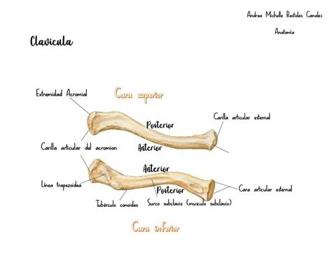 Clavícula y Escápula Andrea Michelle Bastidas Canales uDocz