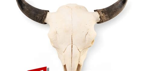 Real American Bison Skull — Skulls Unlimited International, Inc.