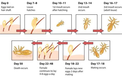 What Is Head Lice Life Cycle? How Long Do They Survive?