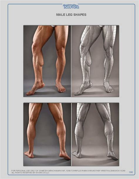 Pin By Fabio Forti On Anatomia Masculina Anatomy Reference Human