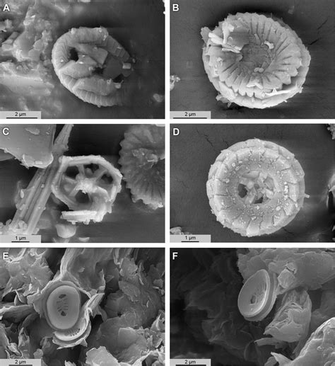 SEM Pictures Of Wellpreserved Calcareous Nannofossils From The