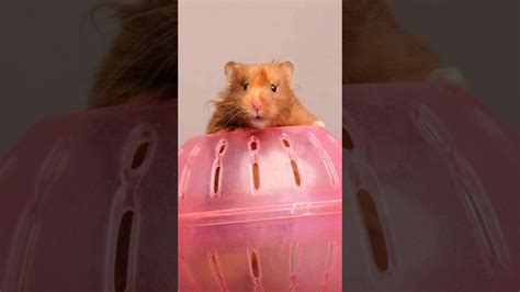 Robo Dwarf Hamster In Ball