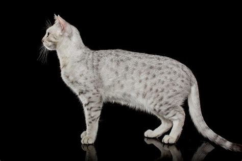 Cats Racial Breeders Cats Cats Egyptian Mau Cats Russian Blue