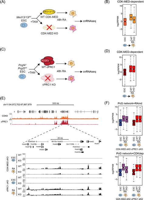 Distinct Roles For CDK Mediator In Controlling Polycomb Dependent