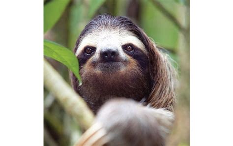 It S Official Three Toed Sloths Are The Slowest Mammals On Earth