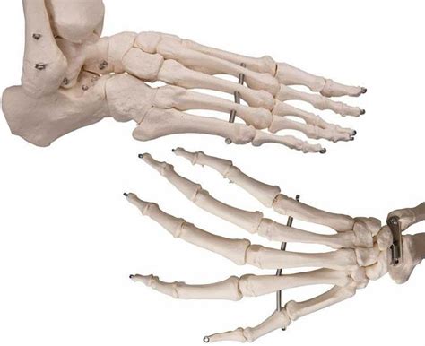 Mr Flexible Skeleton Model Skeleton Anatomical World Wide