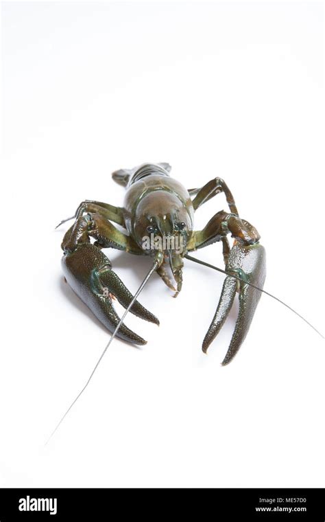 A Live American Signal Crayfish Pacifastacus Leniusculus On A White