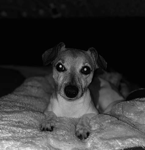 Premium Photo Portrait Of Dog Relaxing On Bed