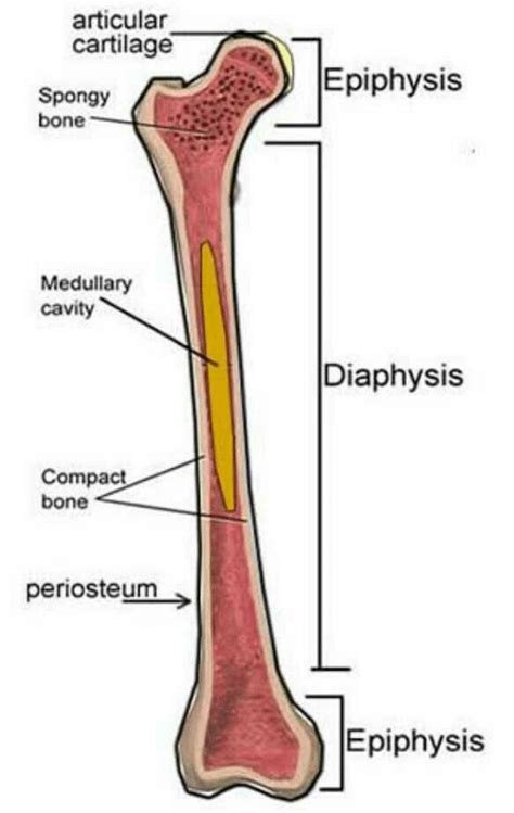 Epiphysis Andamp Diaphysis Of Bone Is A End And Shaft Of Long Bone