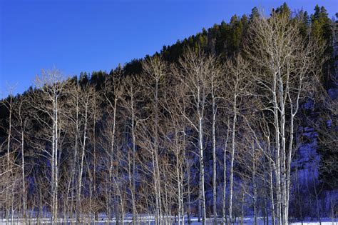 Aspen Trees Winter Scenic Stock Photo - Download Image Now - Aspen Tree ...