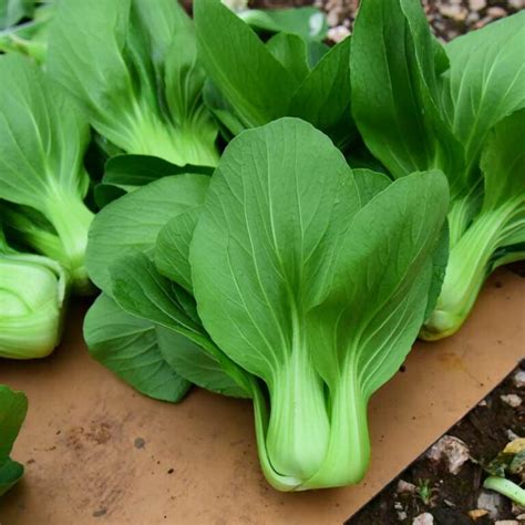 How Different Is Bok Choy From Other Similar Vegetables Shanghai Bok