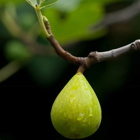 The Italian Immigrants Who Grew Fig Trees In Unlikely Places — The