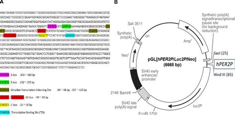 Sequence Of Human Per2 Promoter Fragment And The Circadian Reporter