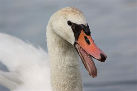 Kostenlose Foto Natur Vogel Tierwelt Schnabel Fauna Nahansicht