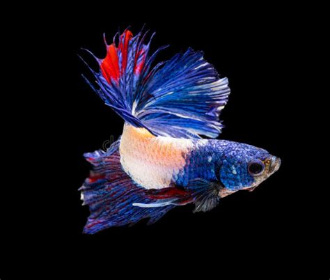 Beautiful Betta Splendens Half Moon Siamese Betta Fish Stock Image