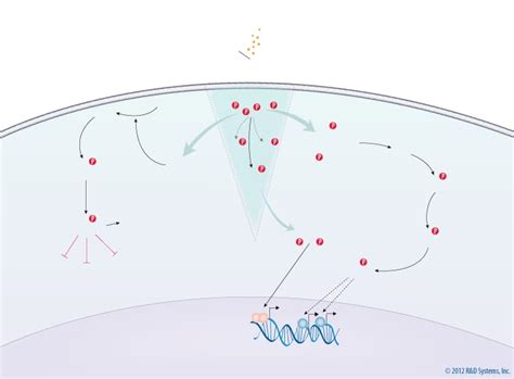 Il 2 Signaling Pathways Randd Systems