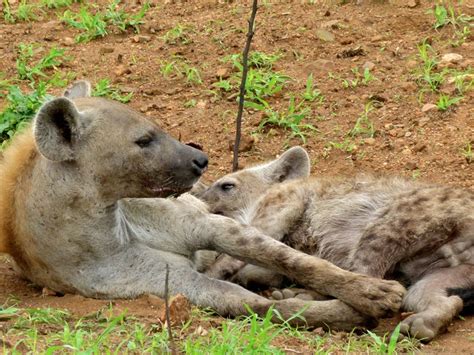 Spotted Hyena Giving Birth