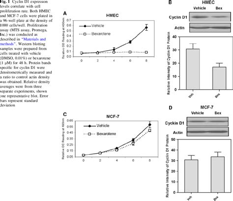 Cyclin D1 Expression Levels Correlate With Cell Proliferation Rate