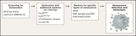 Cellular Senescence Defining A Path Forward Cell