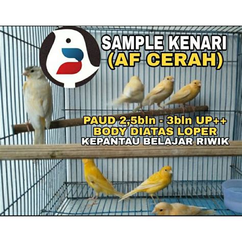 Jual Kenari Loper All Variant Garansi Jantan Shopee Indonesia