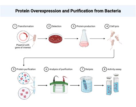 Protein Overexpression And Purification From Bacteria Biorender Science Templates