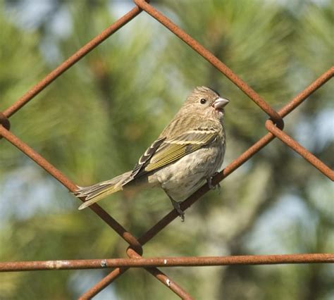 Common Rosefinch - eBirdr