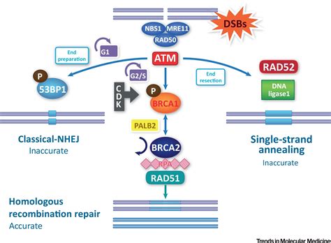 Characterization Detection And Treatment Approaches For Homologous Recombination Deficiency In