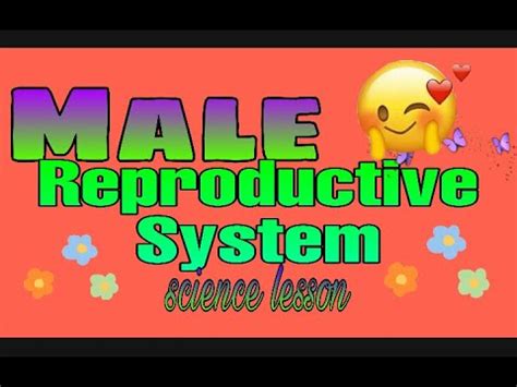 Male Reproductive System Youtube