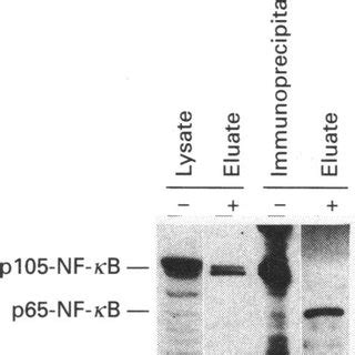 Identificaton Of The C Rel Associated Kda Protein As P Nf Kb