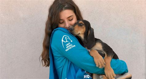 Natale Via Alla Campagna Adotta Un Cane Anziano