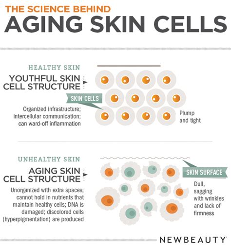 Infographic The Science Behind Aging Skin Cells Anti Aging Skin Care Dailybeauty The