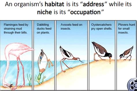 organism  environment biologyisc
