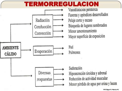 5 Termorreceptores