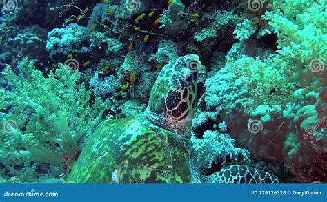 Hawksbill Sea Turtle Eretmochelys Imbricata Eats Soft Corals On The