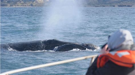 La Temporada De Avistaje De Ballenas En Puerto Madryn Ya Tiene Fecha De