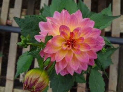 Dahlia Hypnotica Rose Bicolor Plants Dahlia Rose