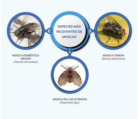 Moscas Que Afectan A La Producci N Av Cola Y Su Control