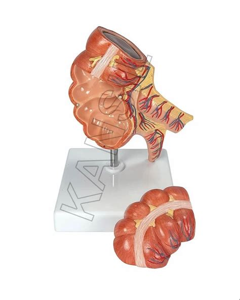 Digestive System Models Digestive System Model Appendix And Caecum