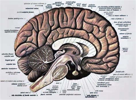 Anatomy Of The Brain Brain Anatomy Brain Anatomy | Images and Photos finder