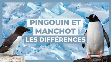 Lesp Ce Morphologie Alimentation Pingouin Et Manchot Les