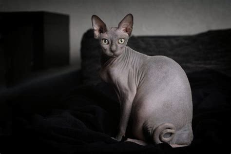 How Much Does a Sphynx Cat Cost? 2025 Price Guide | Hepper